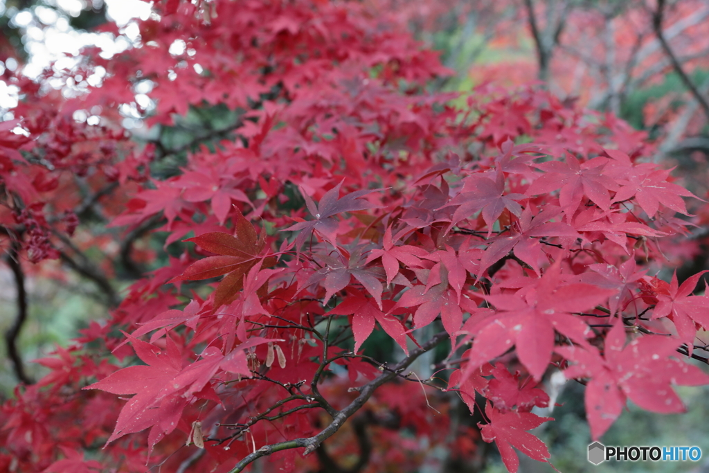 大山(神奈川県伊勢原市）34
