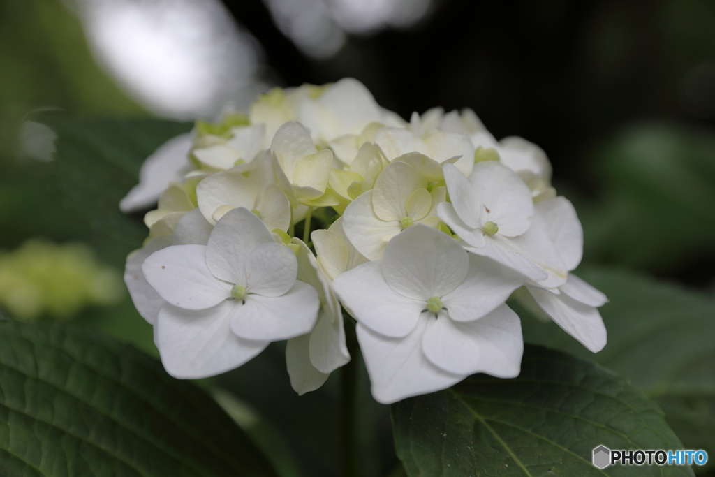 白い紫陽花