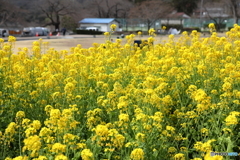 菜の花