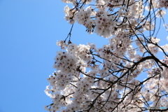 散歩13