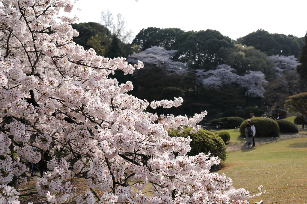 桜①