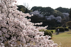 桜①