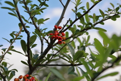 宮ヶ瀬湖畔の植物