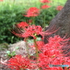 彼岸花5