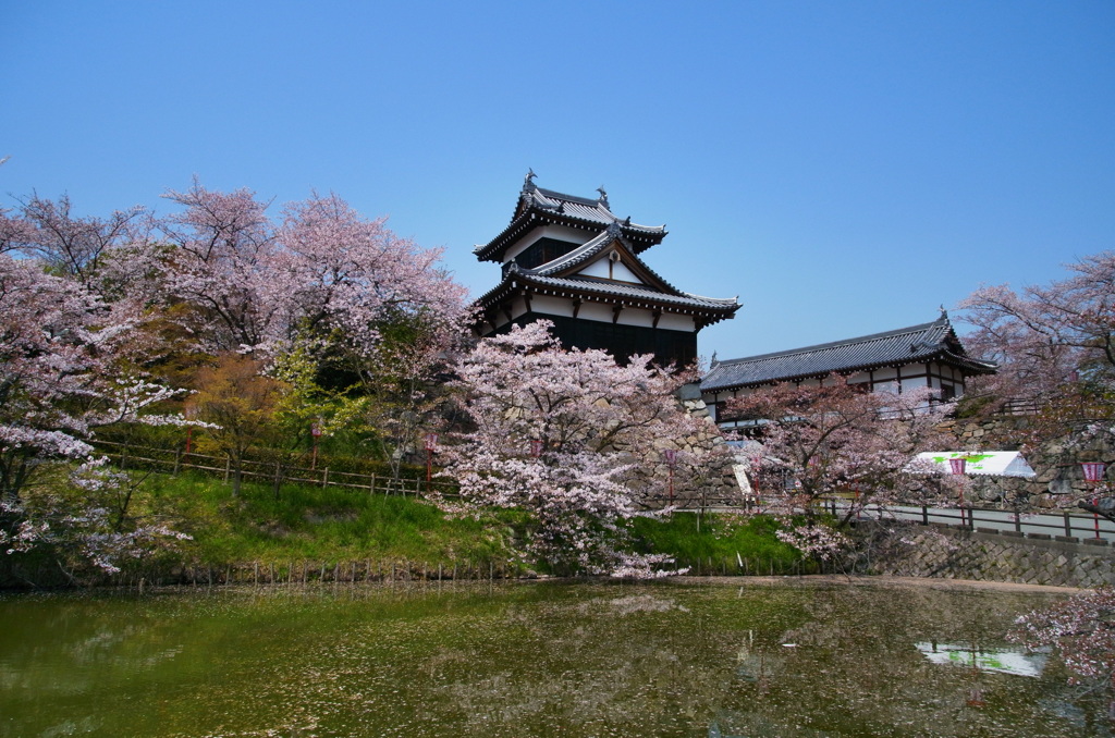 郡山城 桜