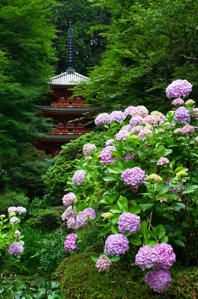 岩船寺 紫陽花