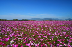 藤原宮跡 秋桜