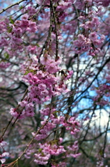 三多気の桜③