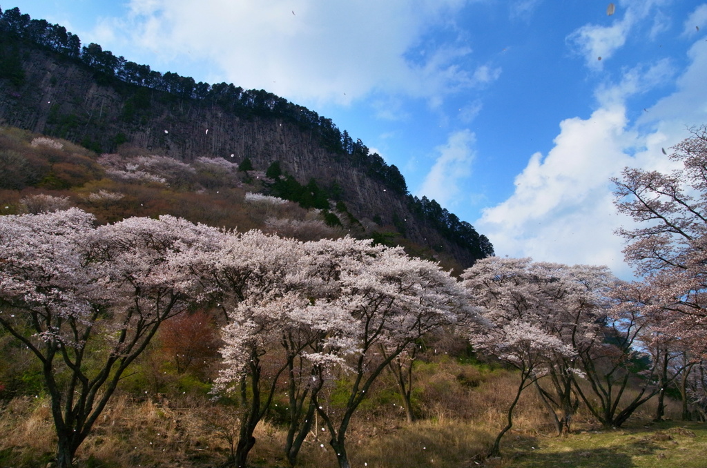 屏風岩公苑 桜吹雪