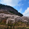 屏風岩公苑 桜吹雪