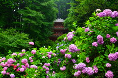 岩船寺 紫陽花