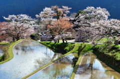 三多気の桜②