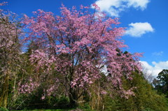 三多気の桜①