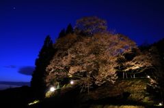 佛隆寺 千年桜 ライトアップ②