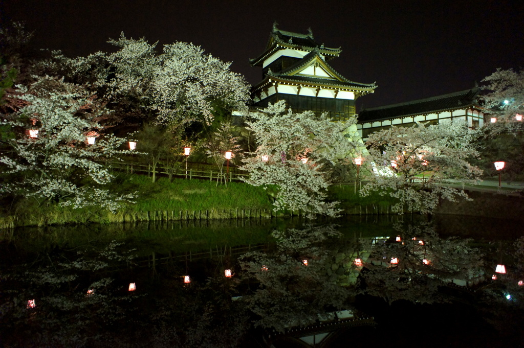 郡山城 夜桜