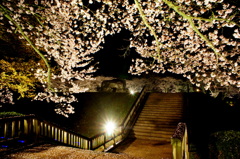 石舞台古墳 夜桜