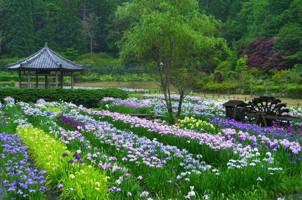 永澤寺 花菖蒲