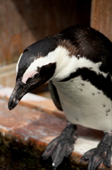 ペンギンなやむ