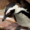 ペンギンなやむ