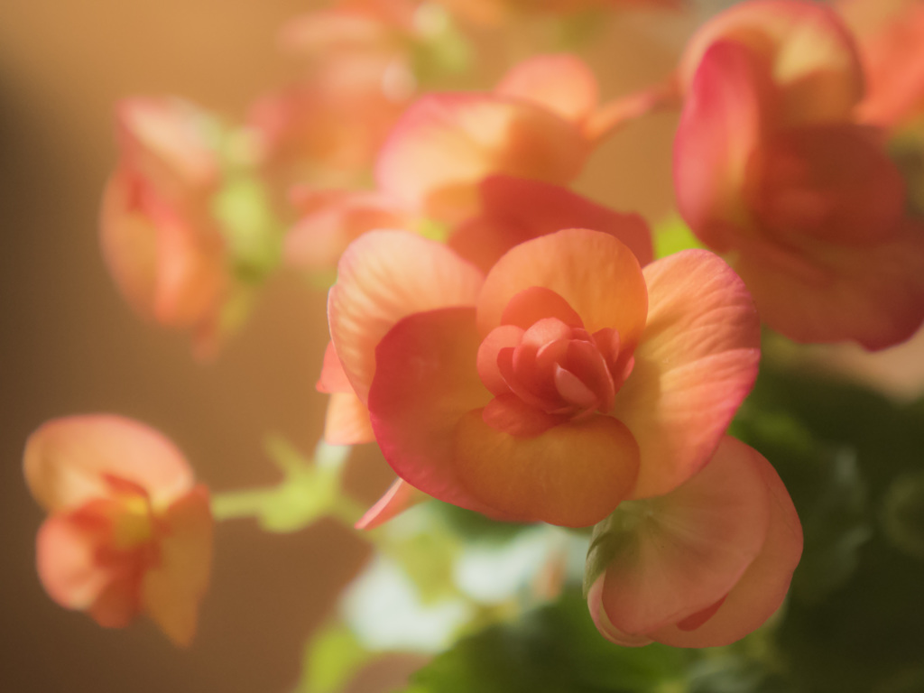 [習作] お花_P1000116_trim