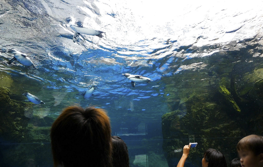 空とぶペンギン