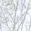 _IMG_1784