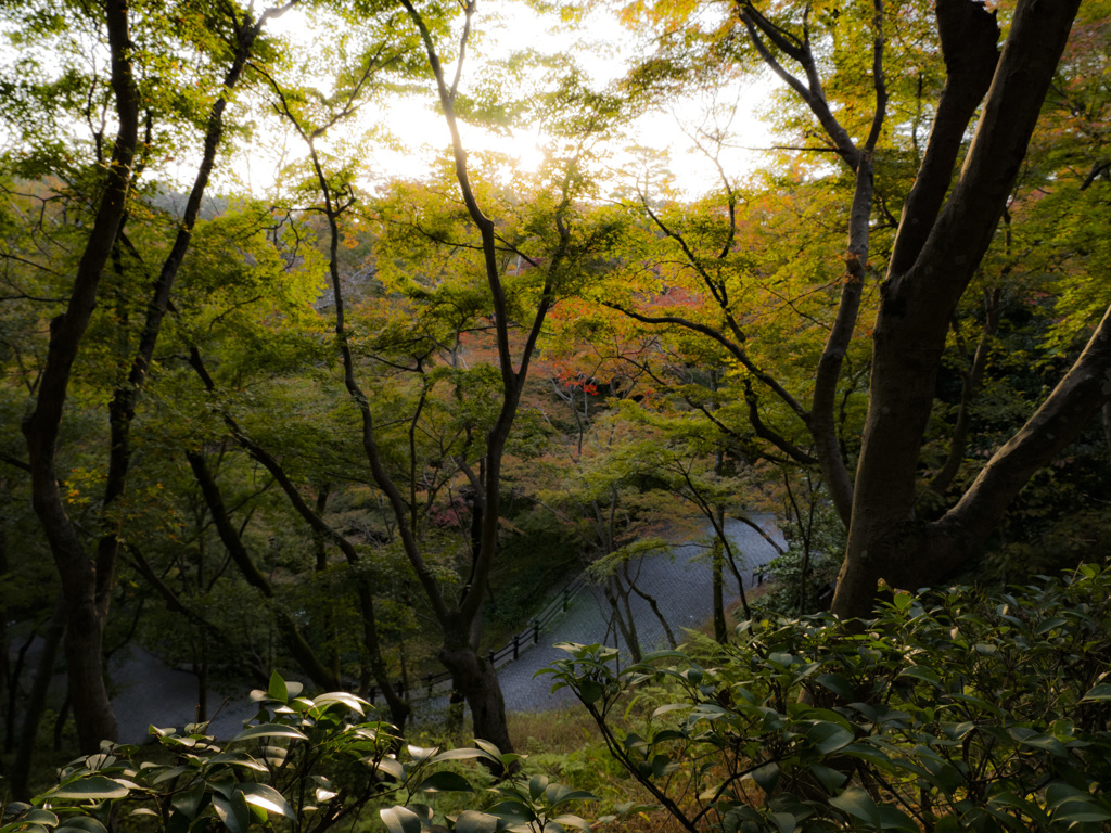 紅葉には程遠い