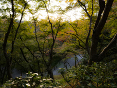 紅葉には程遠い