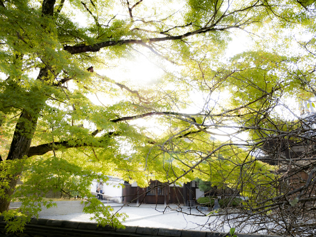 平等院敷地内の木々