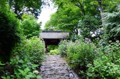 三河の紫陽花寺