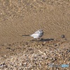 撮鳥2016  2