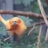 ゴールデンライオンタマリン