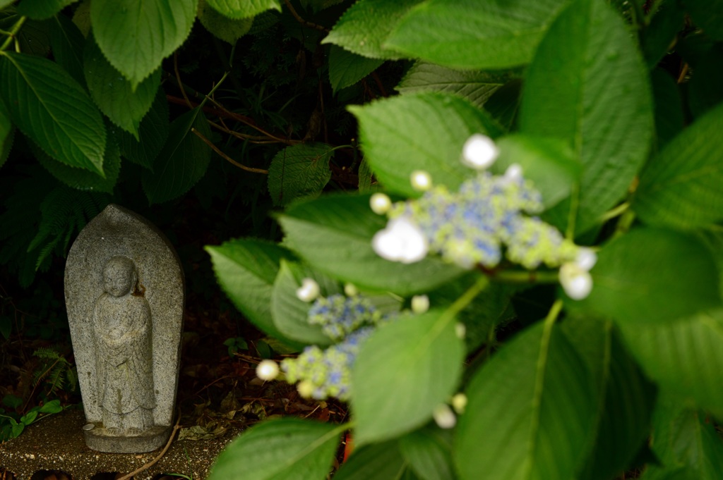 紫陽花に囲まれて
