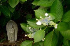 紫陽花に囲まれて