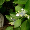 紫陽花に囲まれて