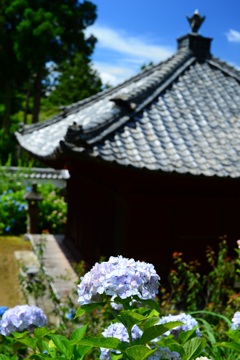 あじさい寺