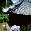 あじさい寺