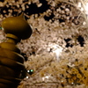 夜桜