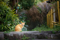 坂の上の猫