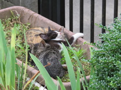 どこでも寝れる三兄弟！