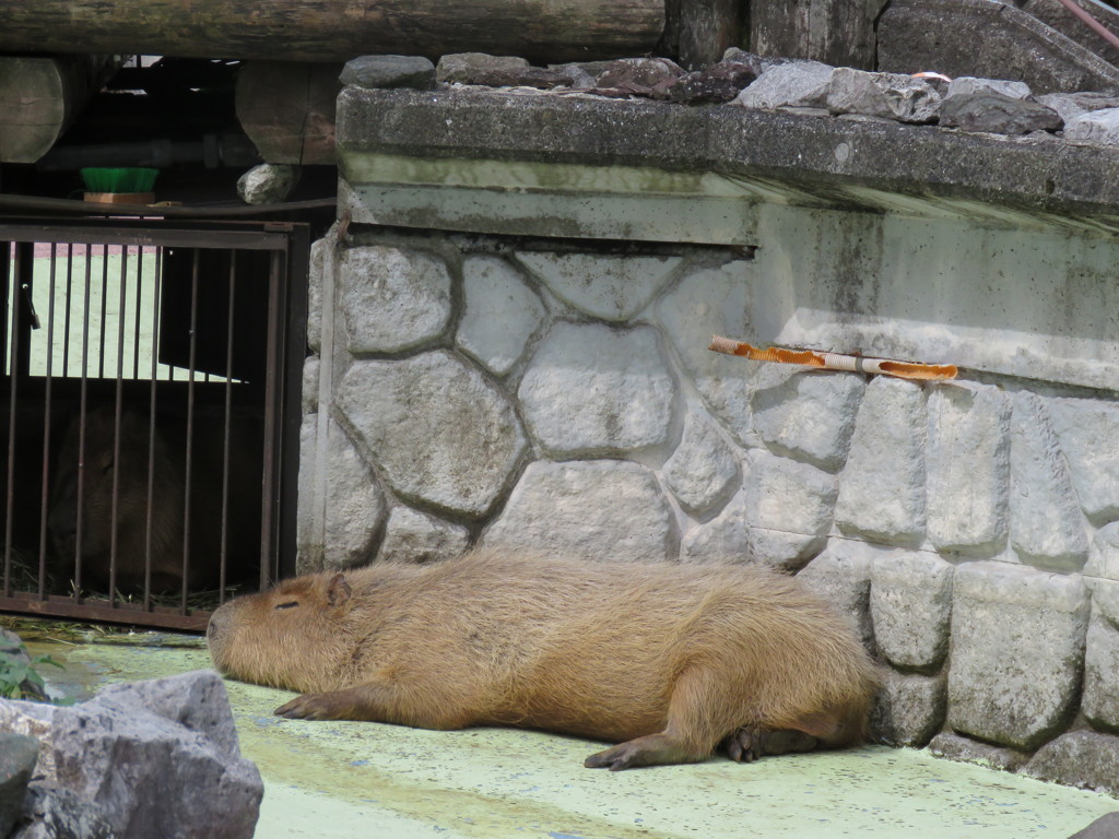 へばってます。
