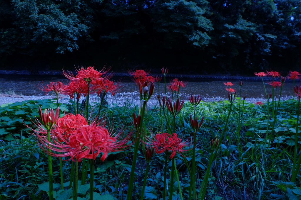 曼珠沙華