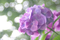 キラキラたまボケ紫陽花