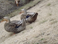 フワフワおしり