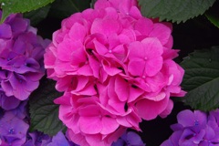 紫陽花