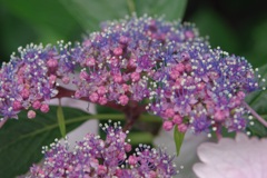 これも紫陽花なのかな^^;part2