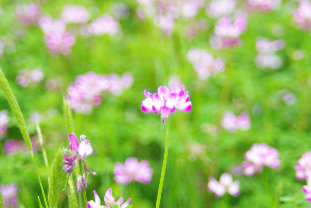 蓮華草
