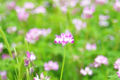 蓮華草