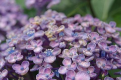 これも紫陽花なのかな^^;