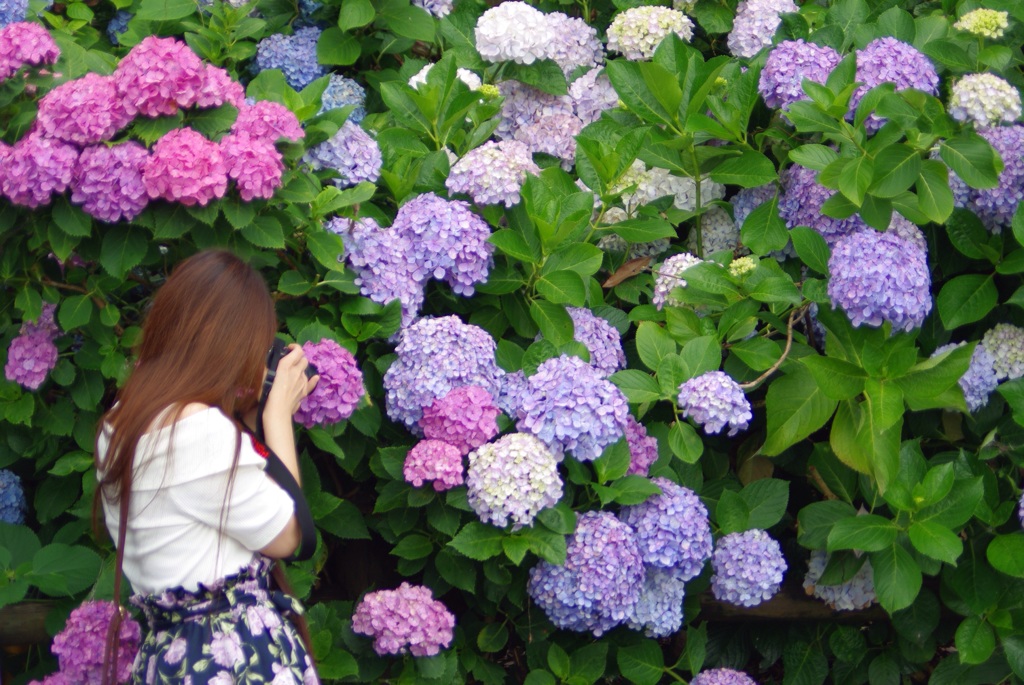 Jasmineと紫陽花